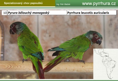 pyrrhura leucotis auricularis