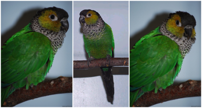 Pyrura černotemenný peruánský Pyrrhura rupicola rupicola Pyrura černotemenný peruánský Pyrrhura rupicola rupicola
