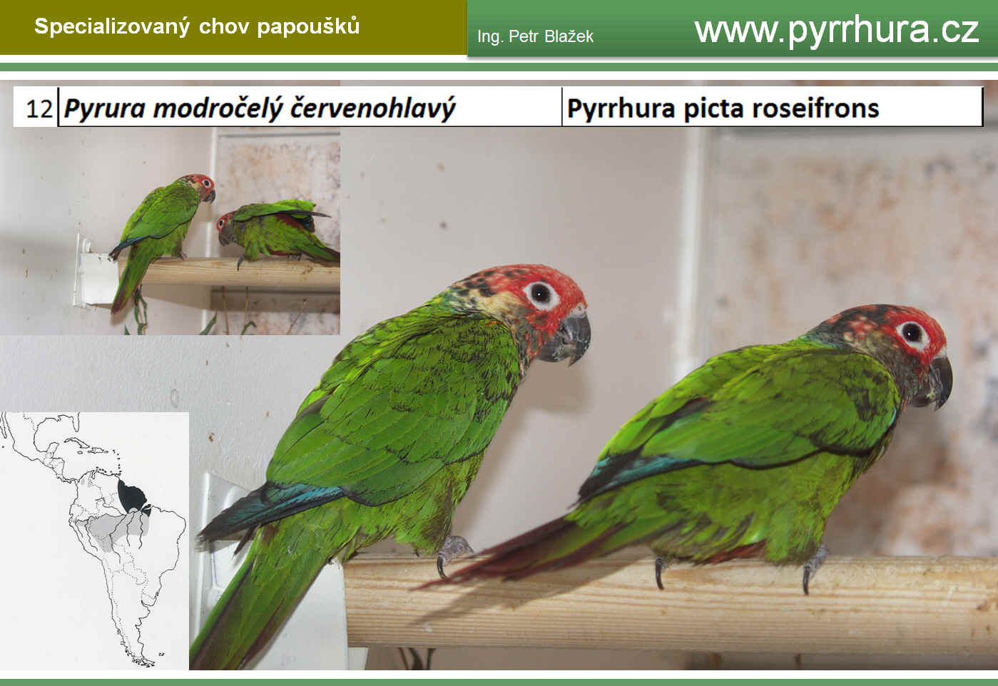 PYRRHURA/PYRURA Ing. Petr Blažek, Tišnov » Pyrrhura