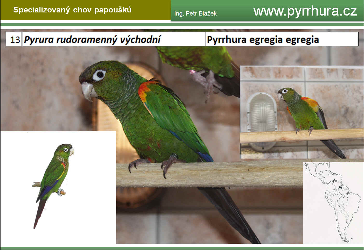 PYRRHURA/PYRURA Ing. Petr Blažek, Tišnov » Pyrrhura